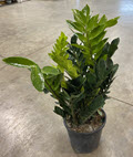 8" Zamiacalcus ZZ